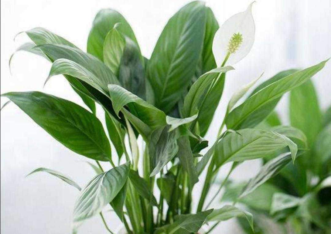 旺财家居风水植物|六种观赏植物，可以给你的家带来财富和繁荣，也可以美化你的家居。