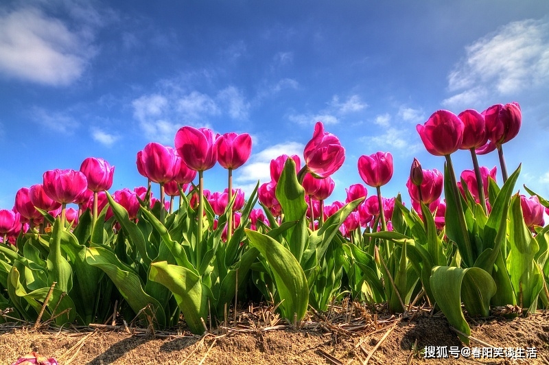 属蛇和属鼠怎么样|与这两个生肖结婚的鼠年出生的人，一生不离不弃，晚年幸福！