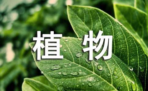 客厅植物的摆放风水