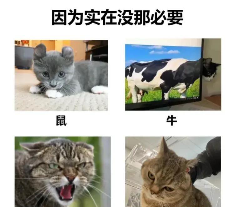 属虎女人可以养猫吗|猫：十二生肖中缺失的遗憾