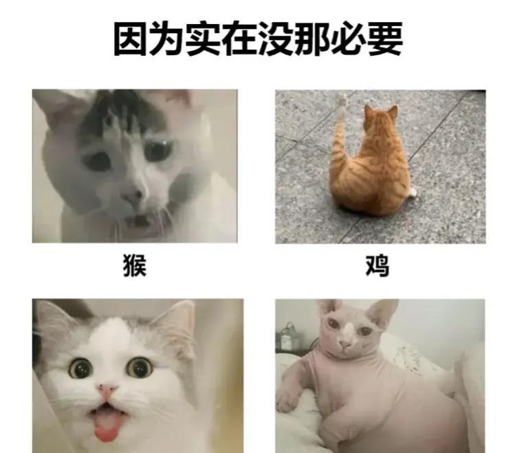 属虎女人可以养猫吗|猫：十二生肖中缺失的遗憾