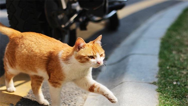 属虎女人可以养猫吗|什么样的人养什么样的猫？看看你适合哪一种