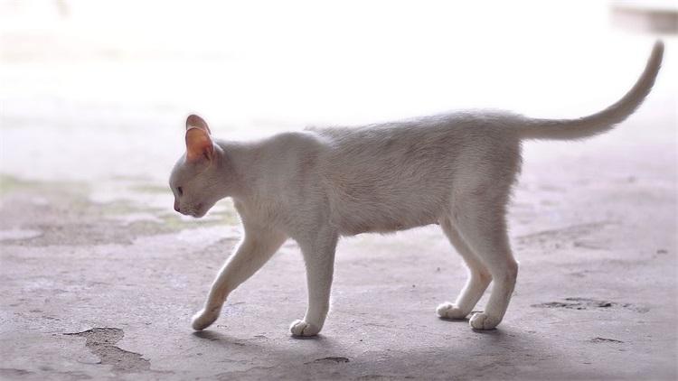 属虎女人可以养猫吗|什么样的人养什么样的猫？看看你适合哪一种