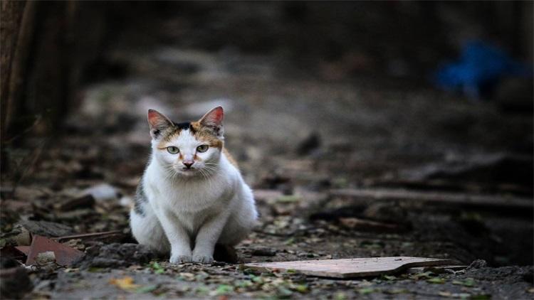 属虎女人可以养猫吗|什么样的人养什么样的猫？看看你适合哪一种