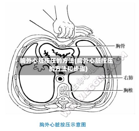 胸外心脏按压的方法(胸外心脏按压的方法和步骤)